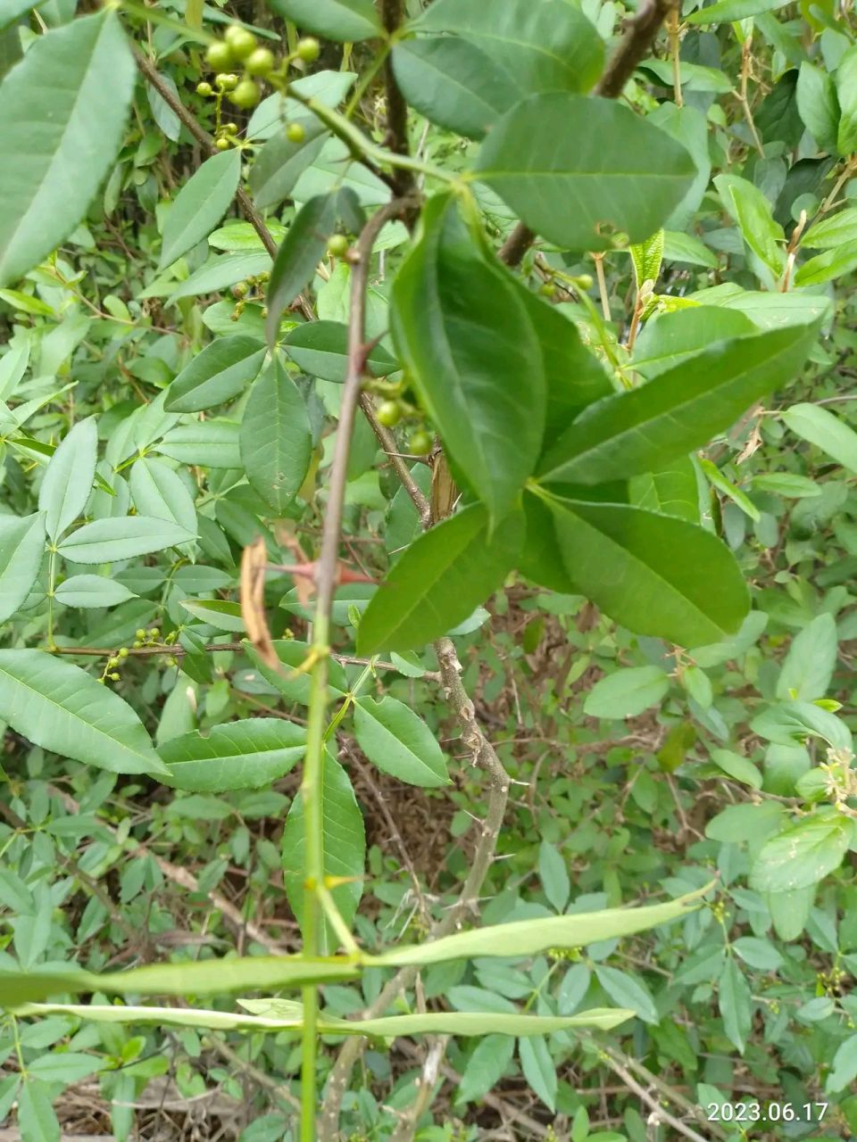 山上发现野生花椒苗一棵,窃喜.