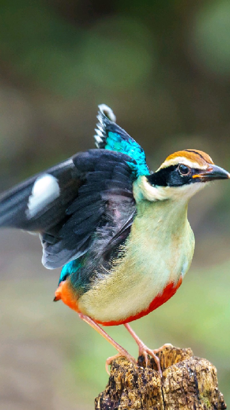 我最喜欢的鸟-八色鸫