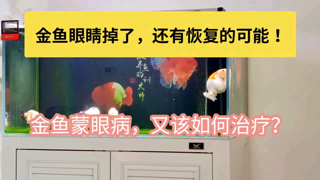 金鱼眼睛掉了还能恢复？别闹了，你以为蒙眼病一泡就好呢