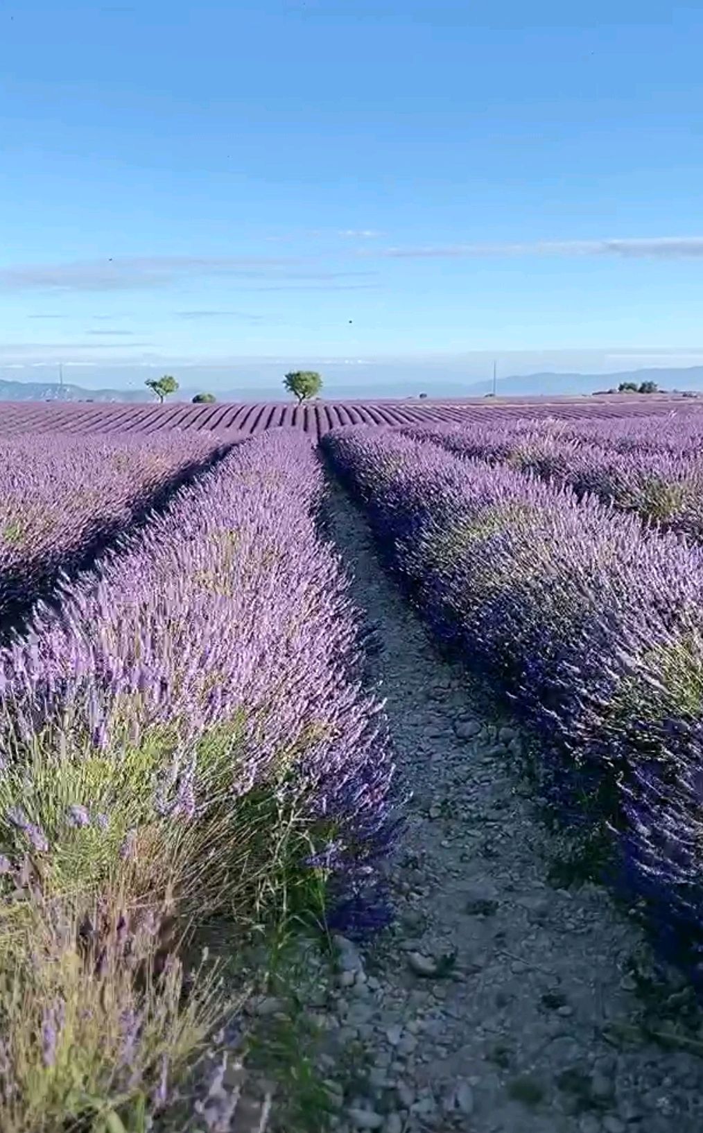 美丽极致的薰衣草