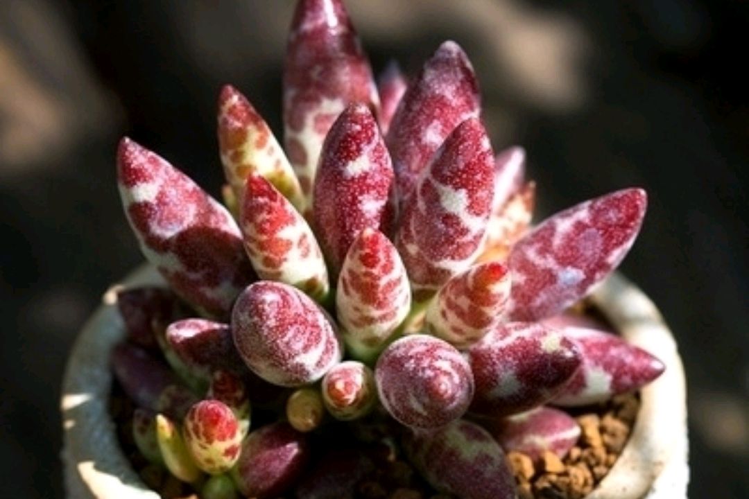 天锦章属多肉植物一直很低调,唯独水泡系列露锋芒