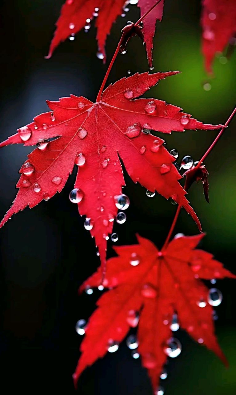 枫叶上的雨滴唯美图片图片