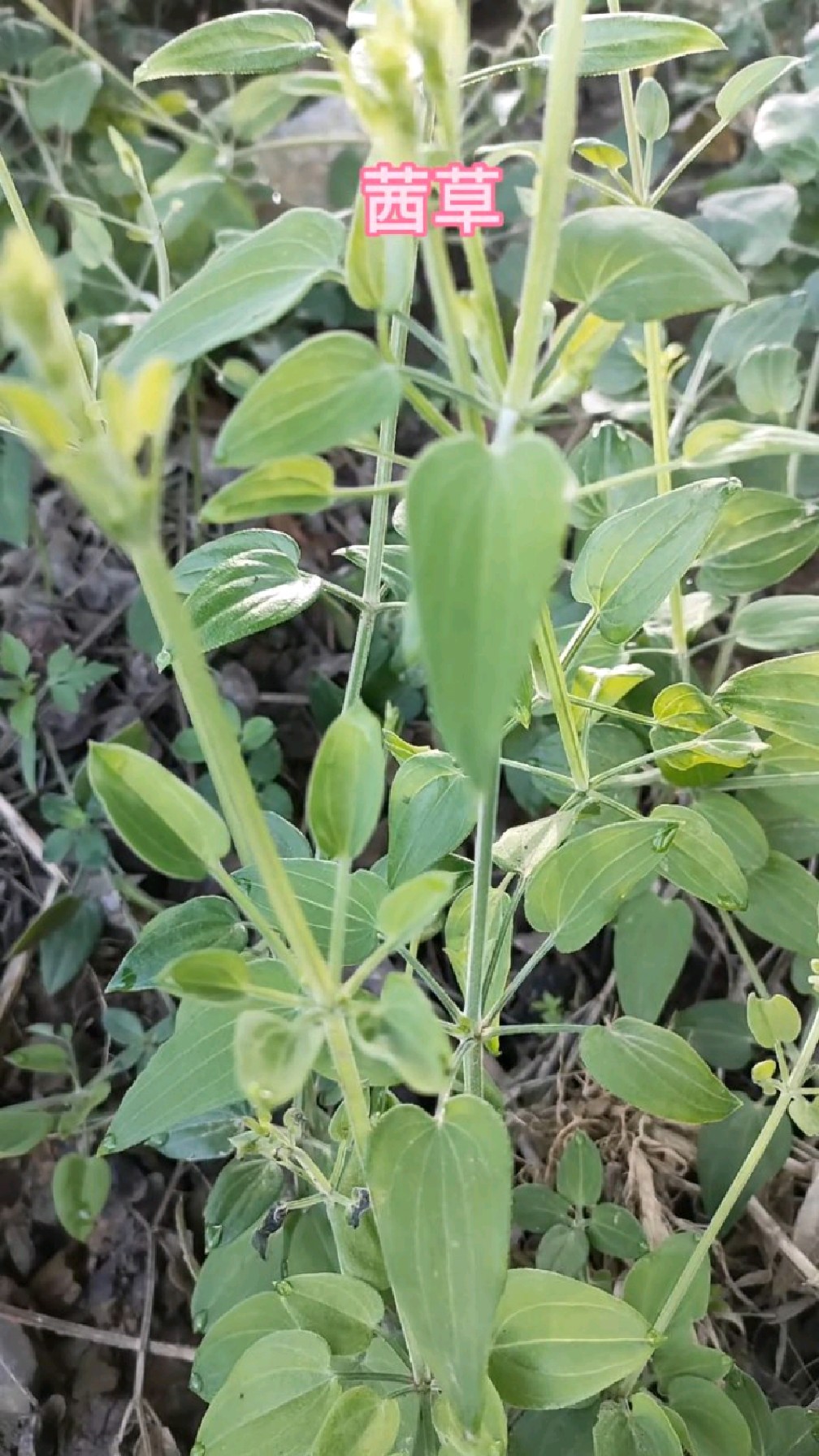 茜草,價值大的是它的根部.別名小活血龍,土丹參,是很常見藥材.