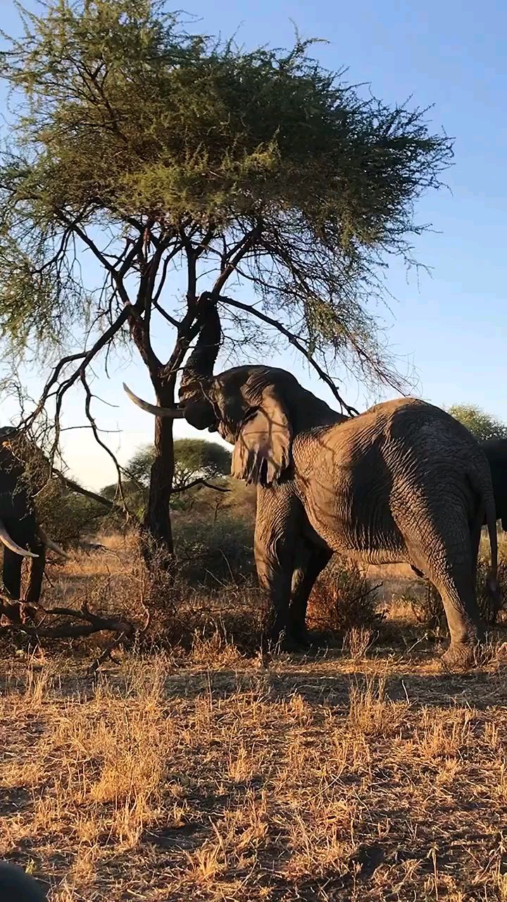 旱季里吃树叶的大象