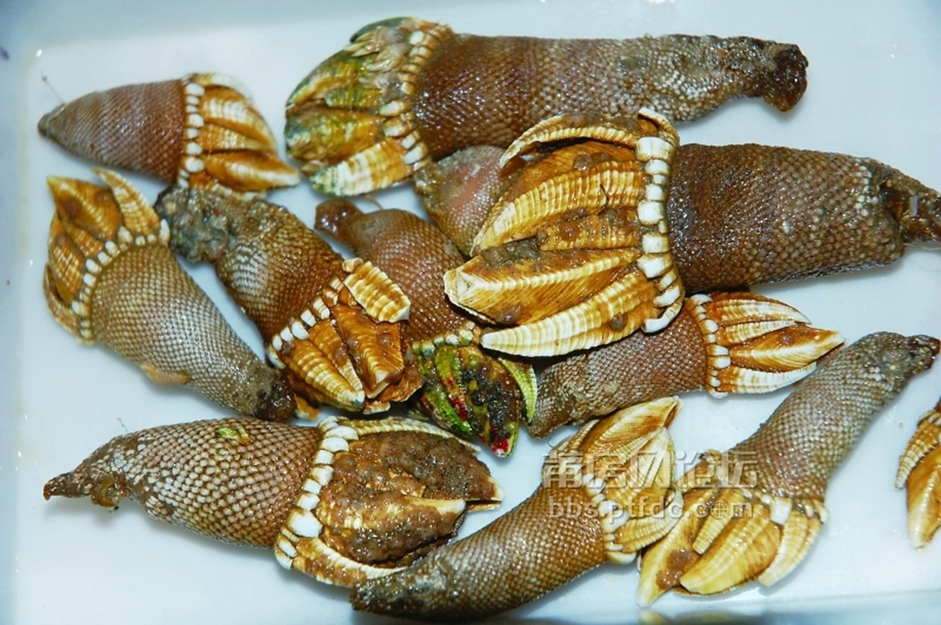 为大型的有柄蔓足类.体分头状部和柄部.