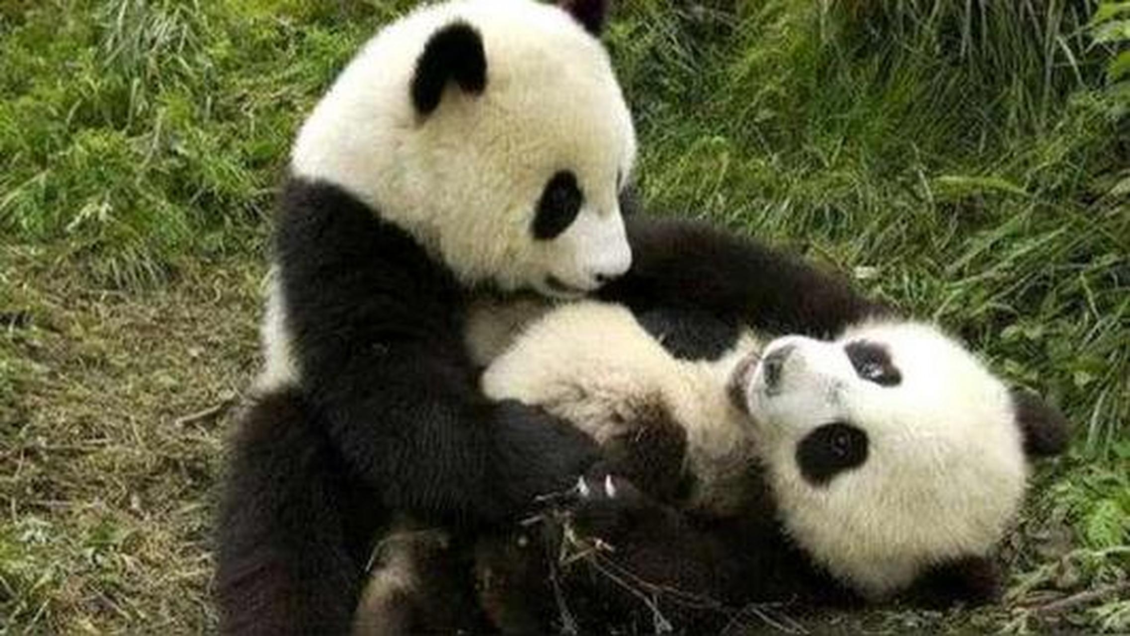 熊猫打架,在我们眼中看起来动作表情都是无比的萌萌哒,他们较起真来也