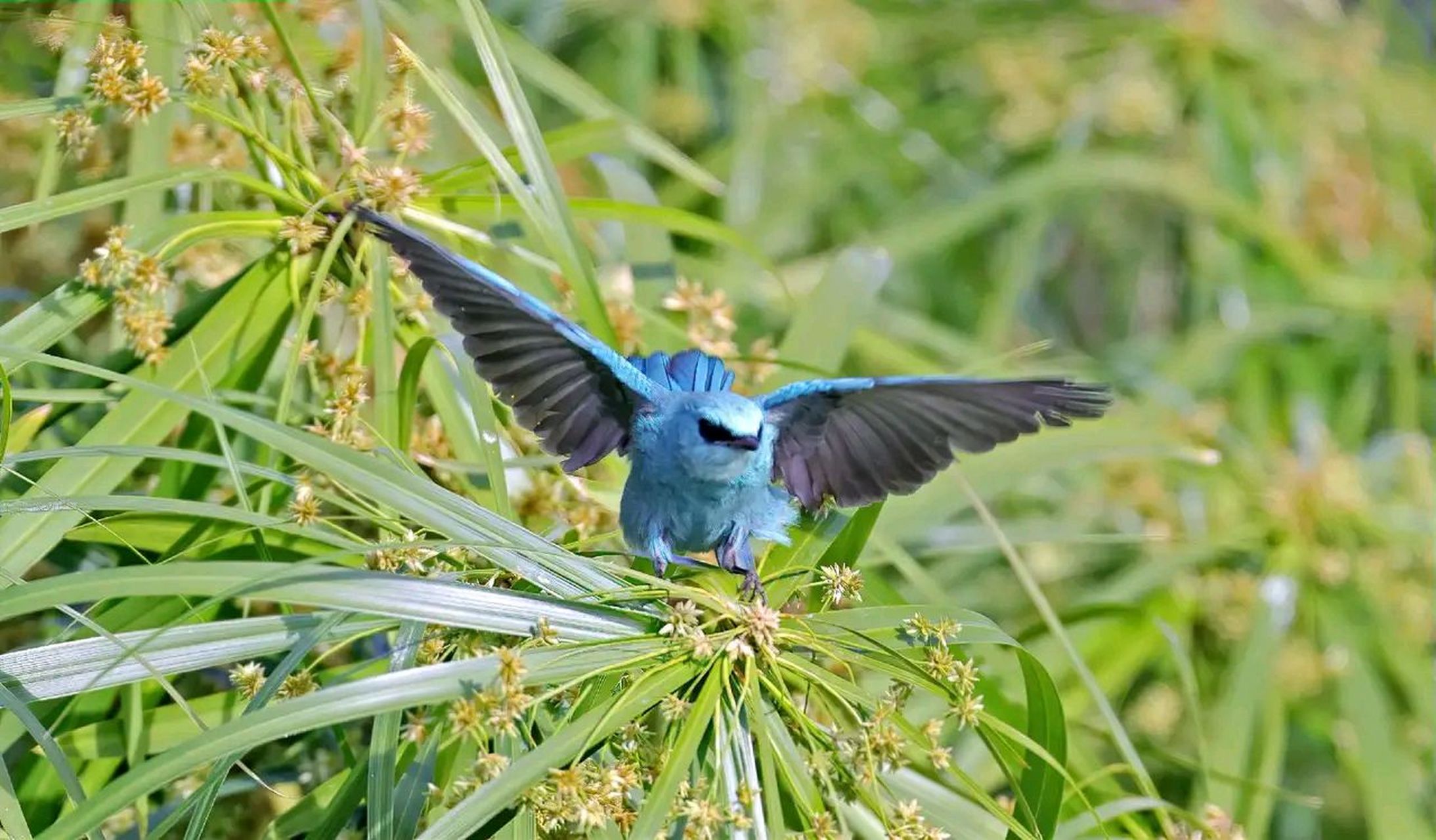 万物有灵·铜蓝鹟 铜蓝鹟是一种小型鸟类,体长13~16厘米,分布于亚洲