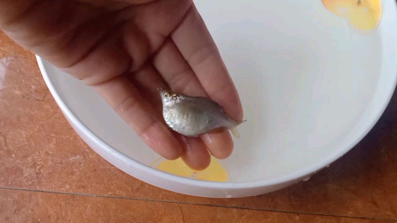 给大肚鱼妈妈换了个包间,静待产卵