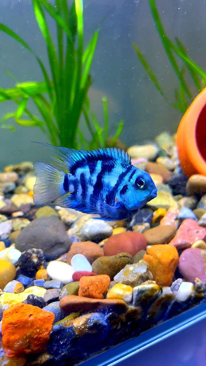 白金迷你鹦鹉鱼和宝蓝迷你鹦鹉鱼