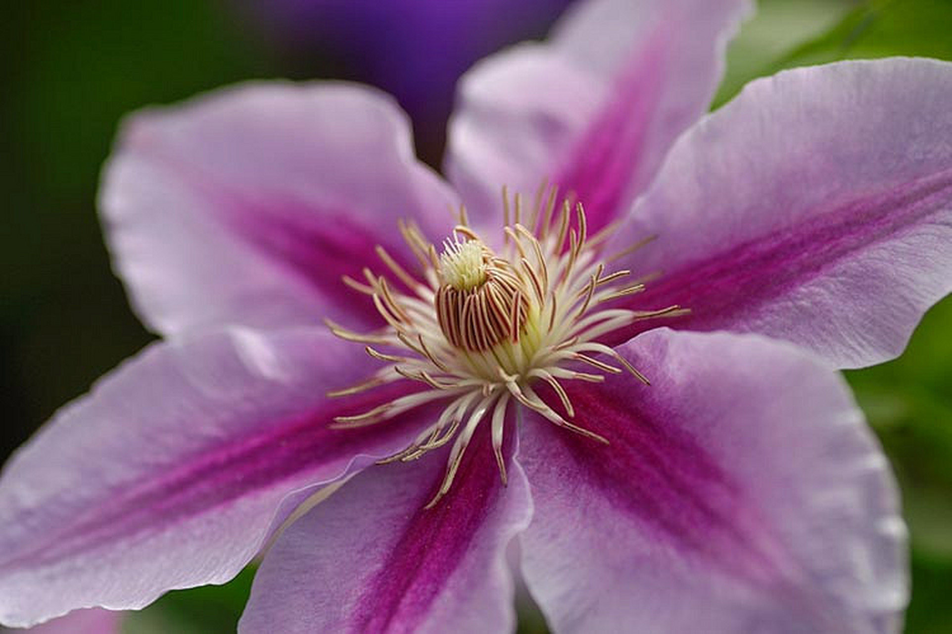 适合新手种植的铁线莲—"蜜蜂之恋" 英国品种,花朵丁香紫粉色,花瓣