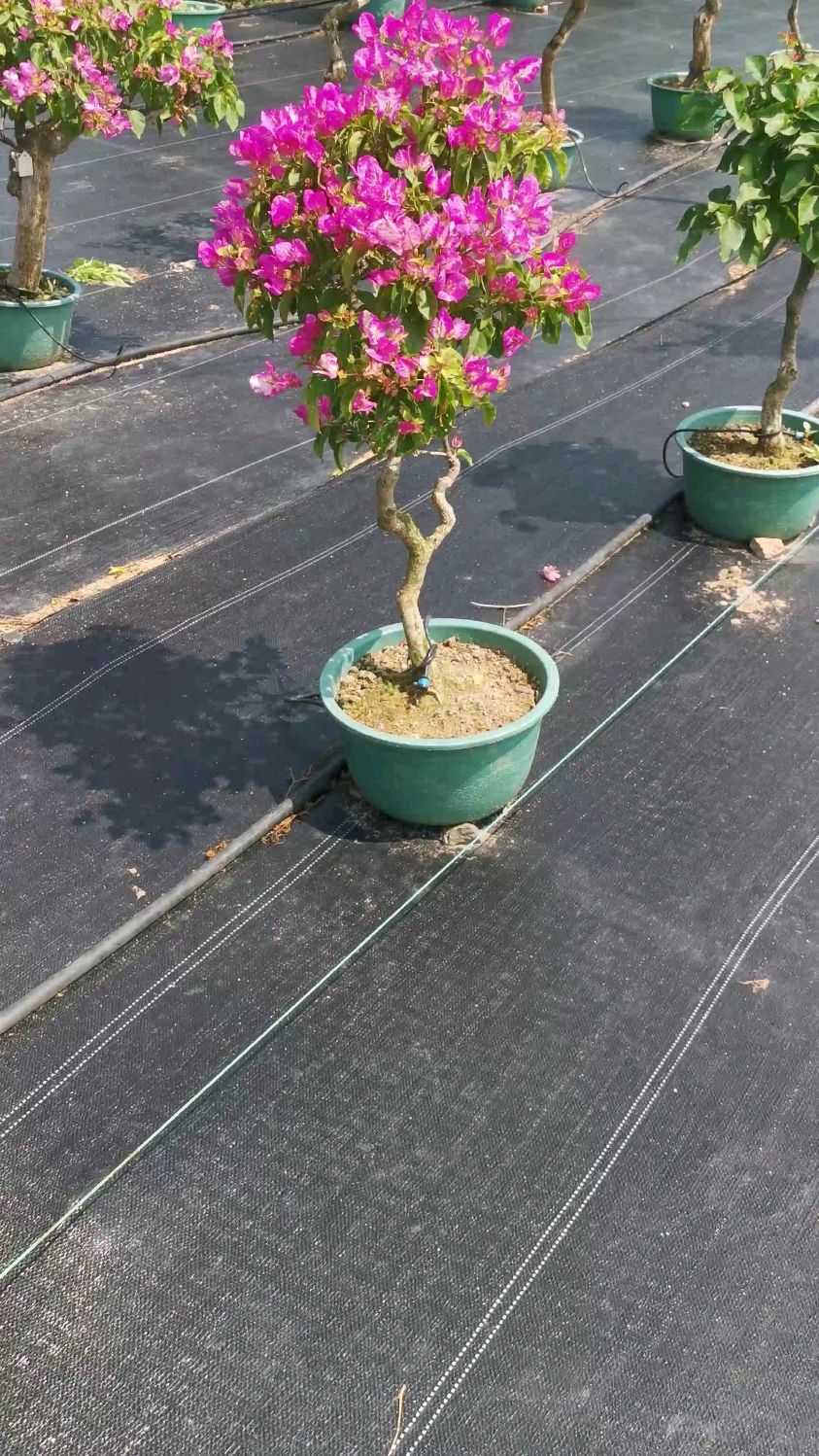 三角梅品种魅惑