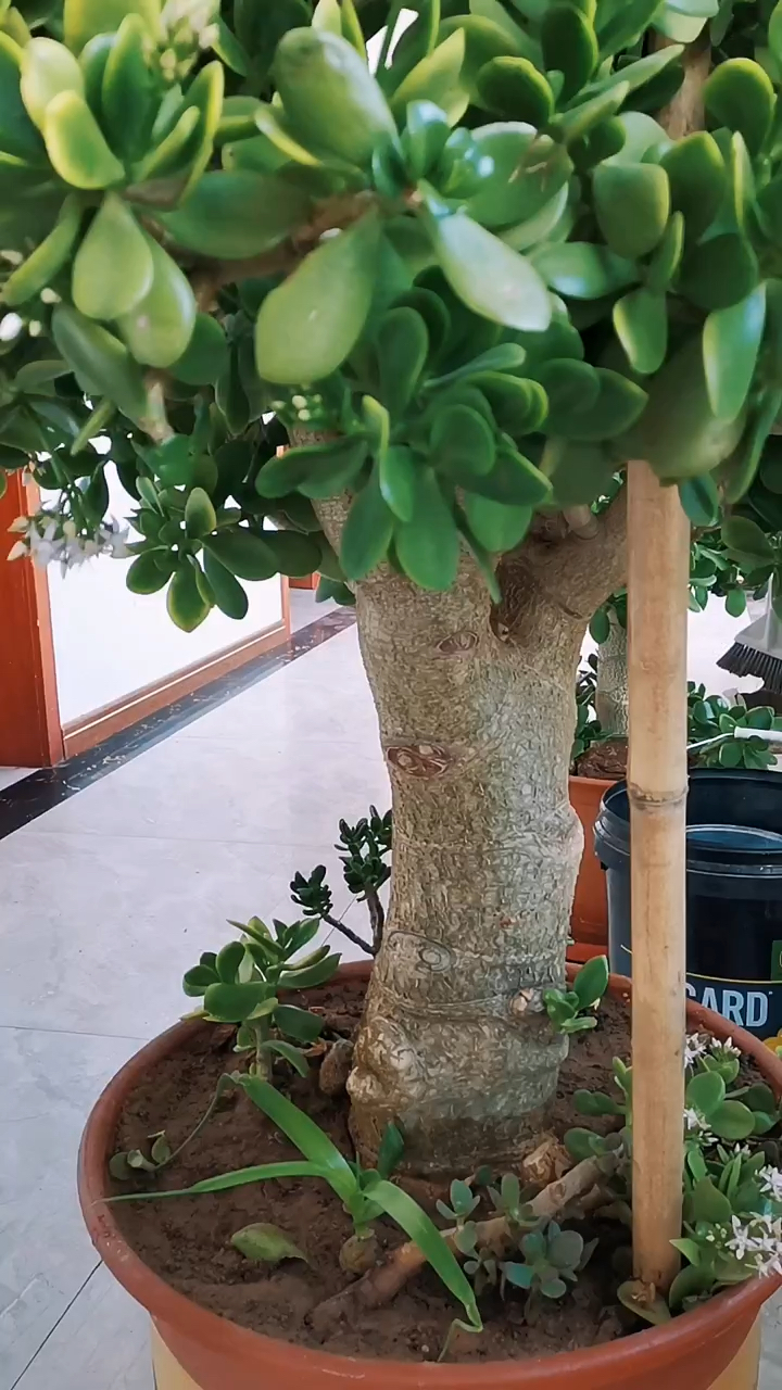 大老桩开花玉树