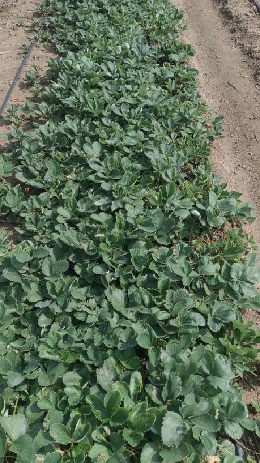 黑珍珠草莓苗!极具特色的黑色草莓品种!-度小视