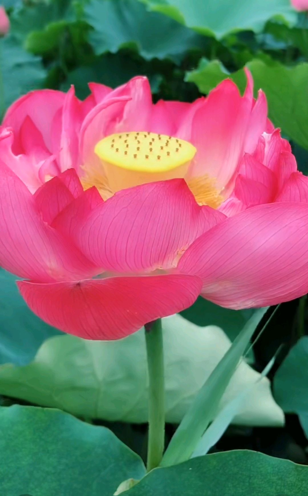 欣赏美丽红红荷花