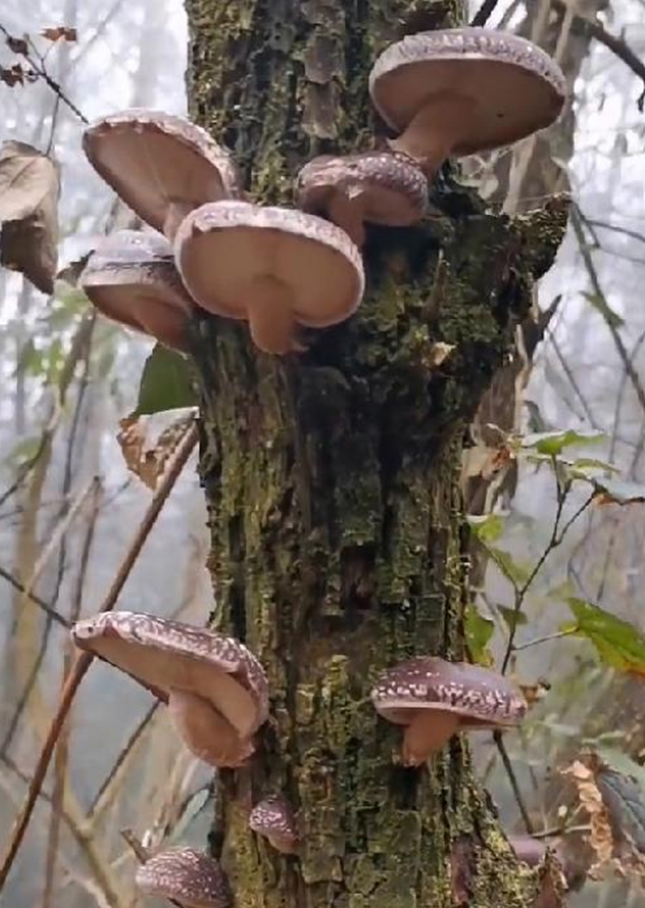 今天进山无意间发现的野生香菇,摘回去卖个100一斤不过分吧!