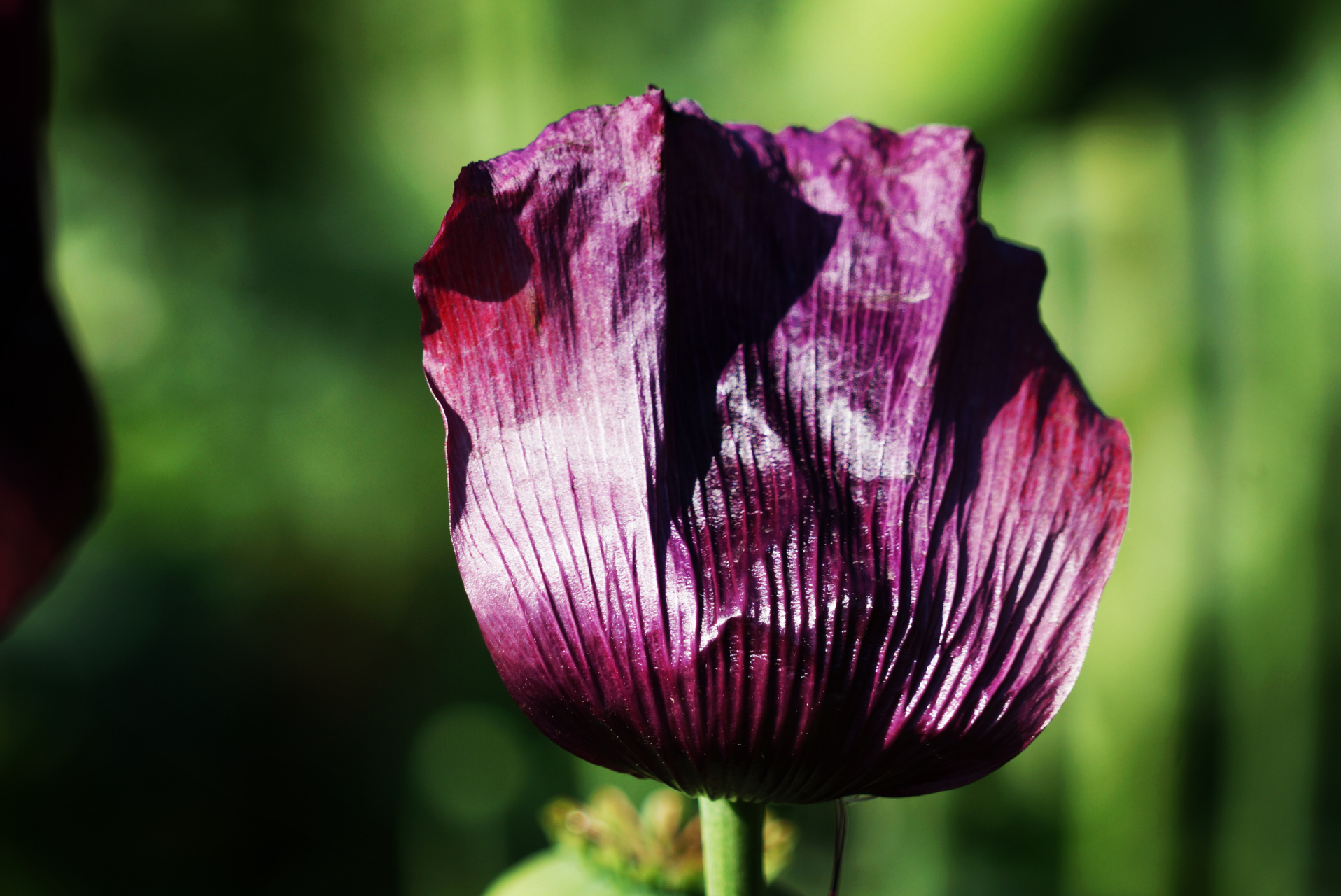 花大艳丽,香气浓郁,有红色,黄色,紫色,白色,向上开放,是世界上最美丽