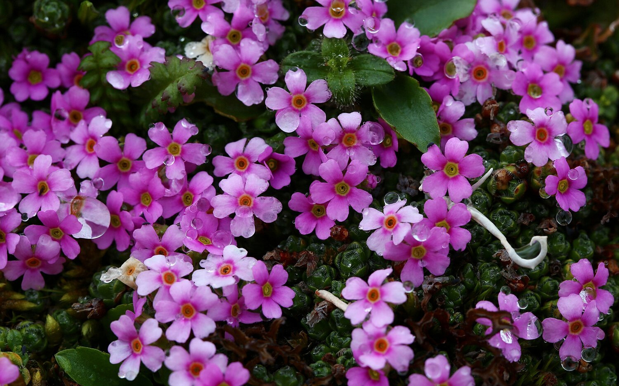 垫状点地梅:抱团取暖,一起花开,新鲜灿烂哦,我们无法阻挡时光的流逝