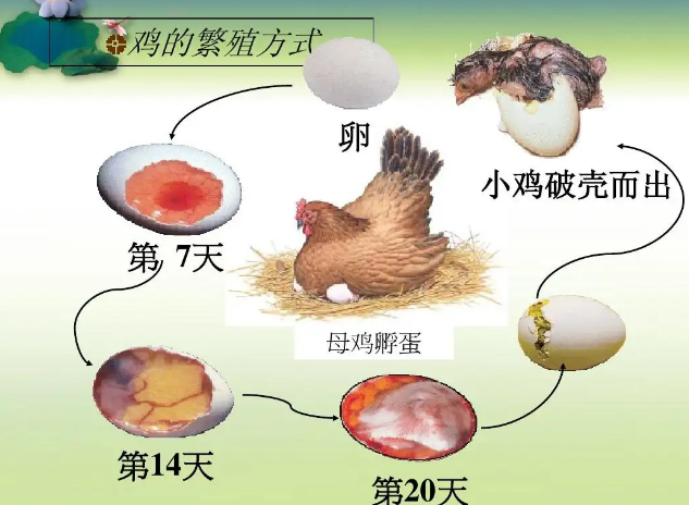 小鸡的孵化温度是多少