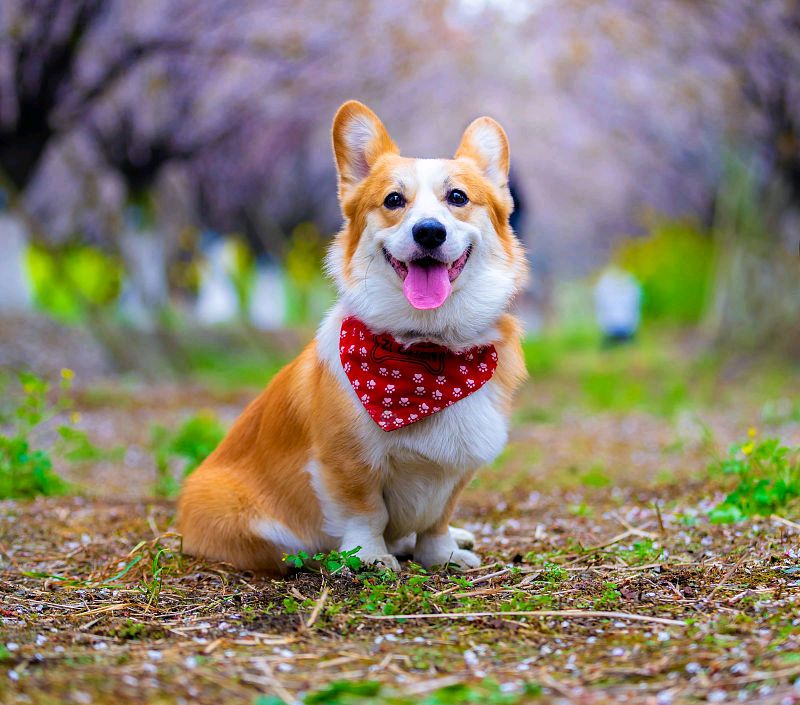 叫"旺财"的狗狗挺多的,旺家的狗狗有特征,你家狗狗中了几条?