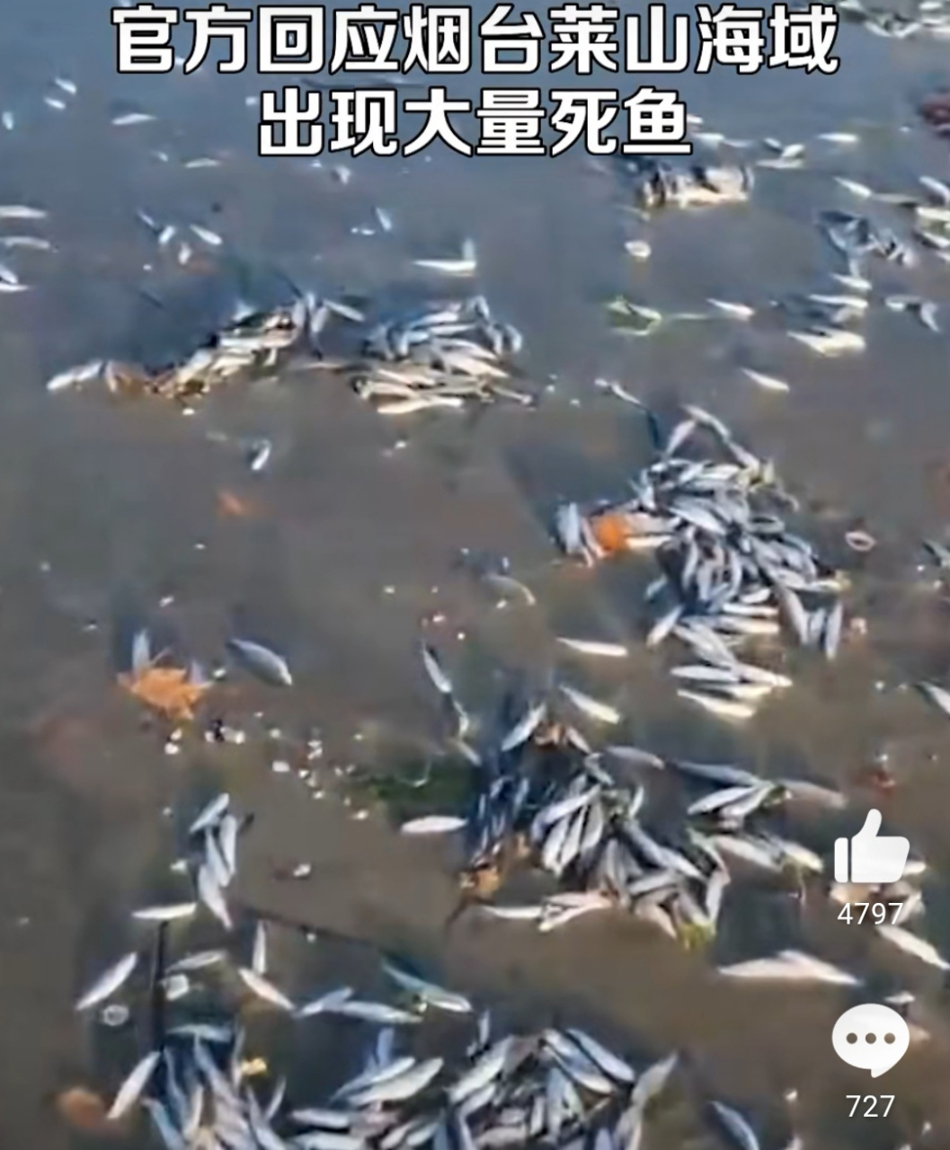 烟台海边死鱼图片