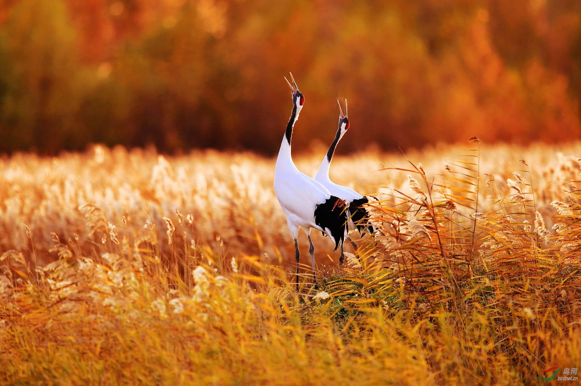 丹顶鹤被视为长寿和健康的象征,古代的人们相信仙鹤的寿命非常长