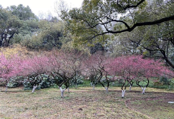 杭州孤山梅花图片图片