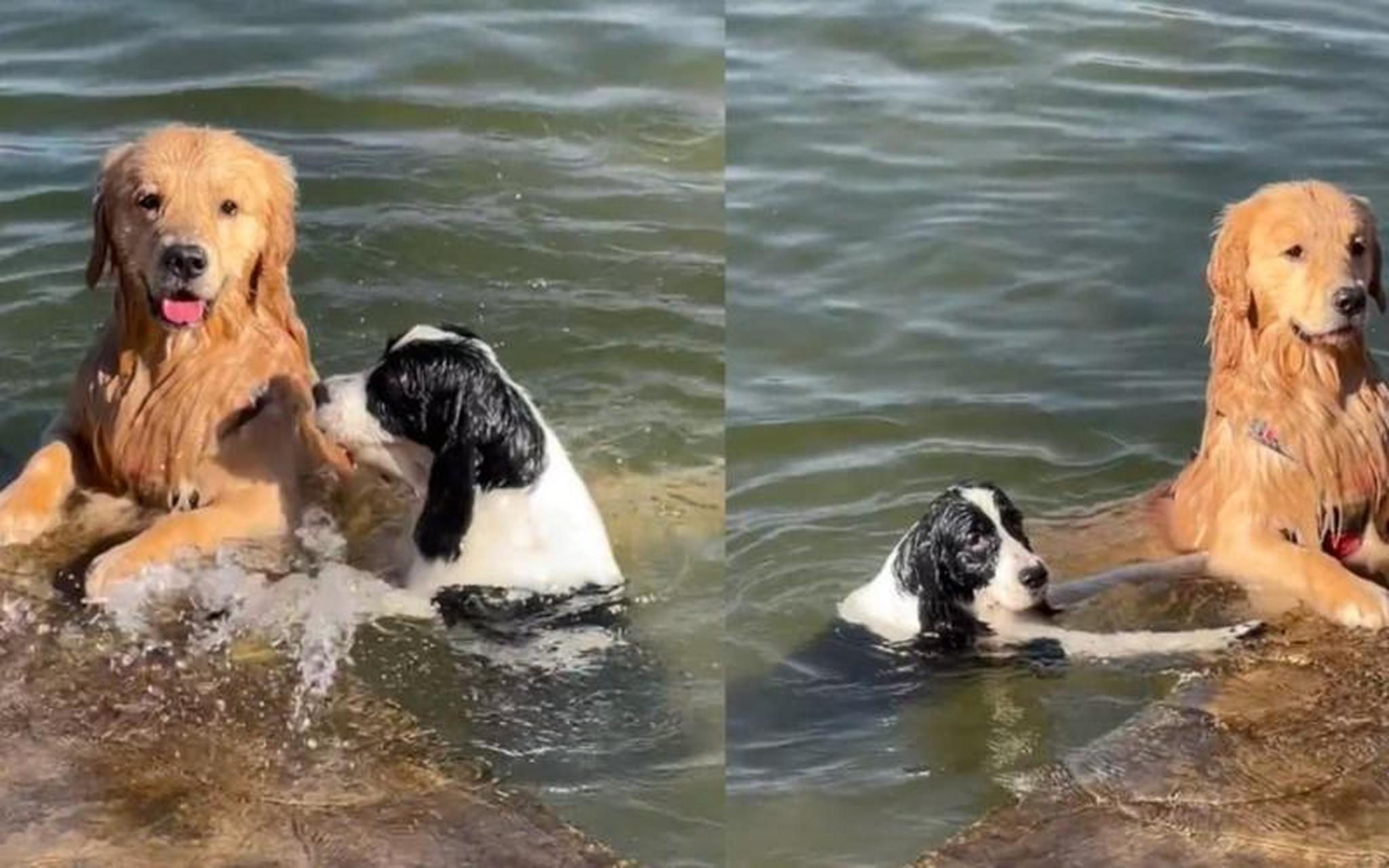 金毛:别扒拉我,我得看着主人,别掉水里.