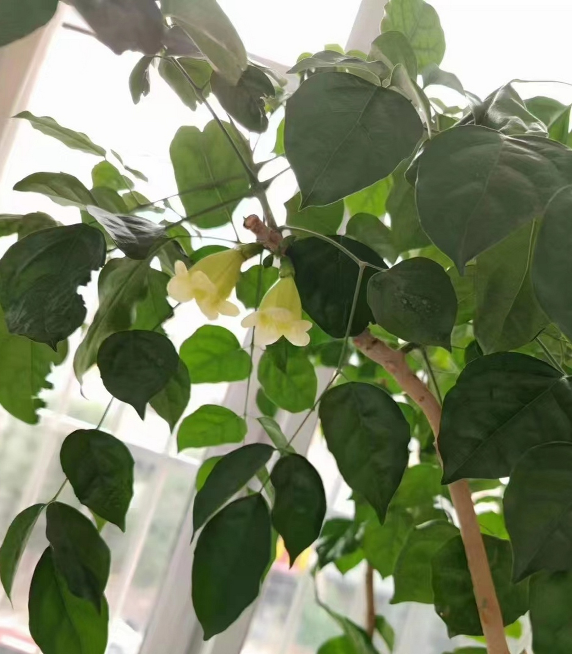 幸福树会开花吗? 会