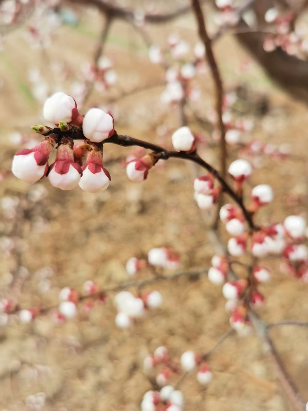 墙角一枝梅,凌寒独自开.遥知不是雪,为有暗香来!