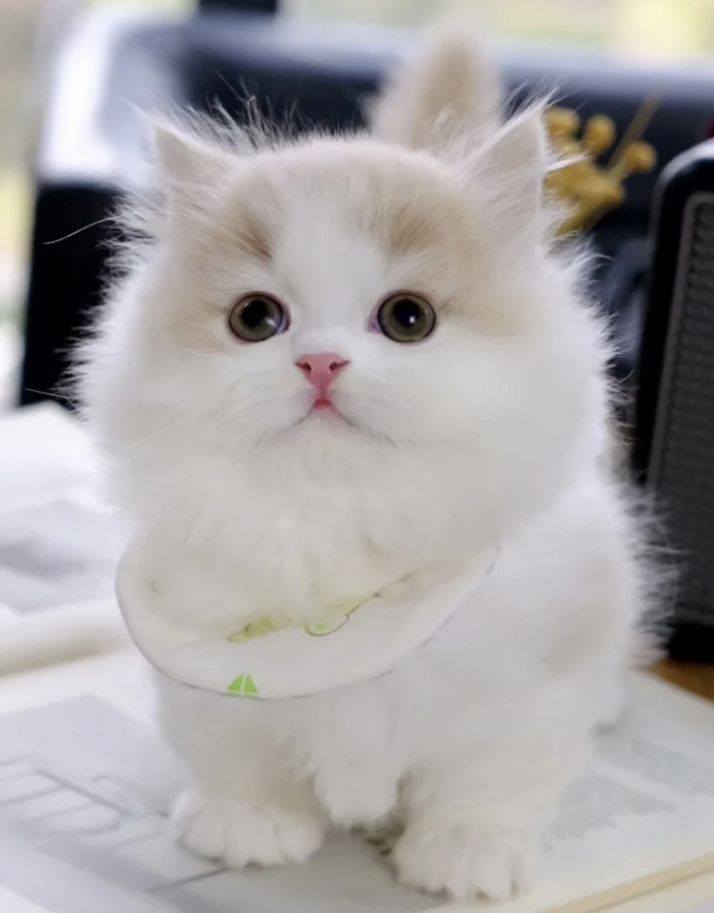 胖乎乎的乳白米努特矮脚弟弟,能把你亲秃#萌宠# #猫咪# #动态创作月