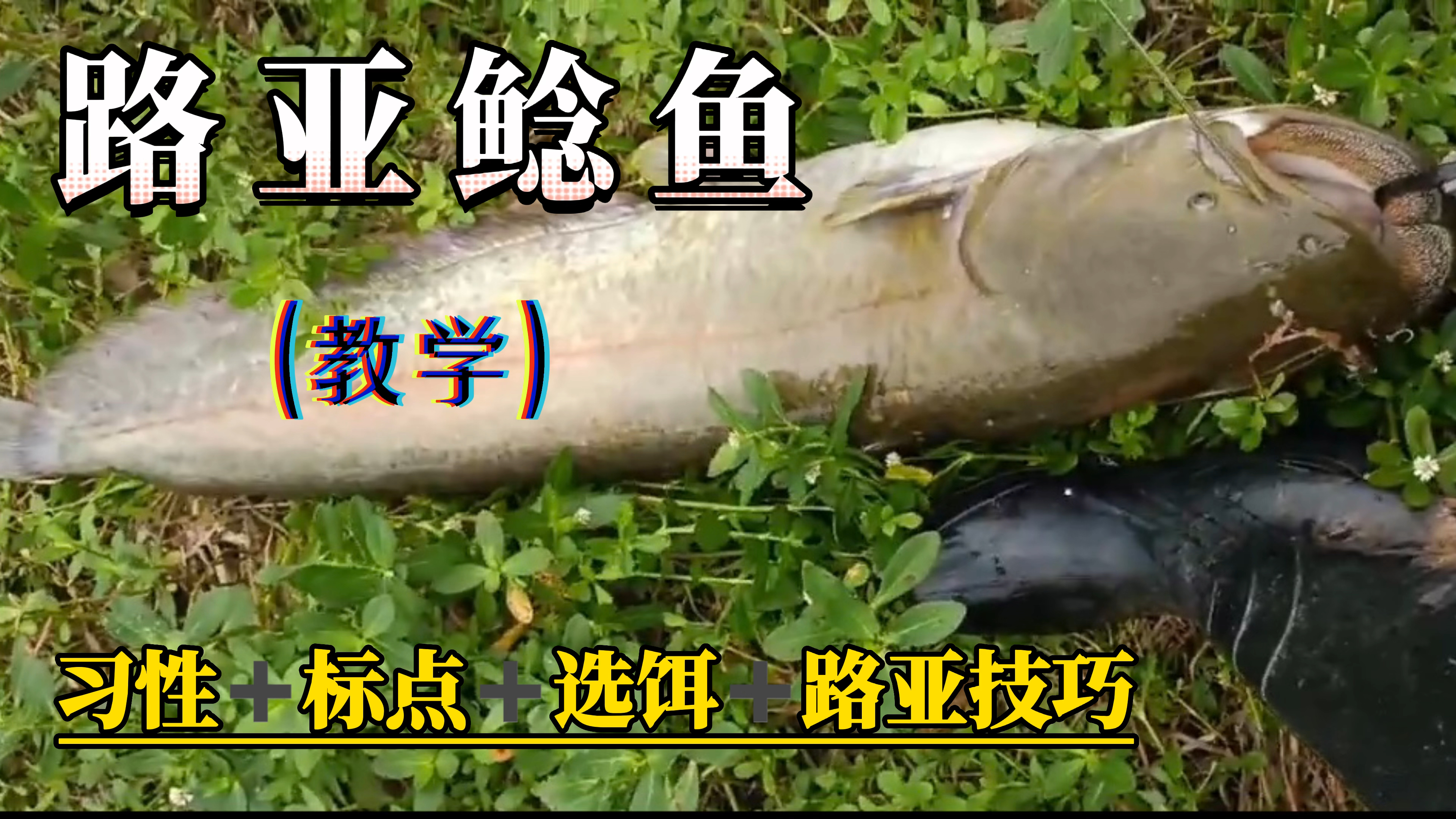 路亚鲶鱼教学：教会你找鲶鱼标点，选饵和垂钓技巧，鲶鱼疯狂咬钩