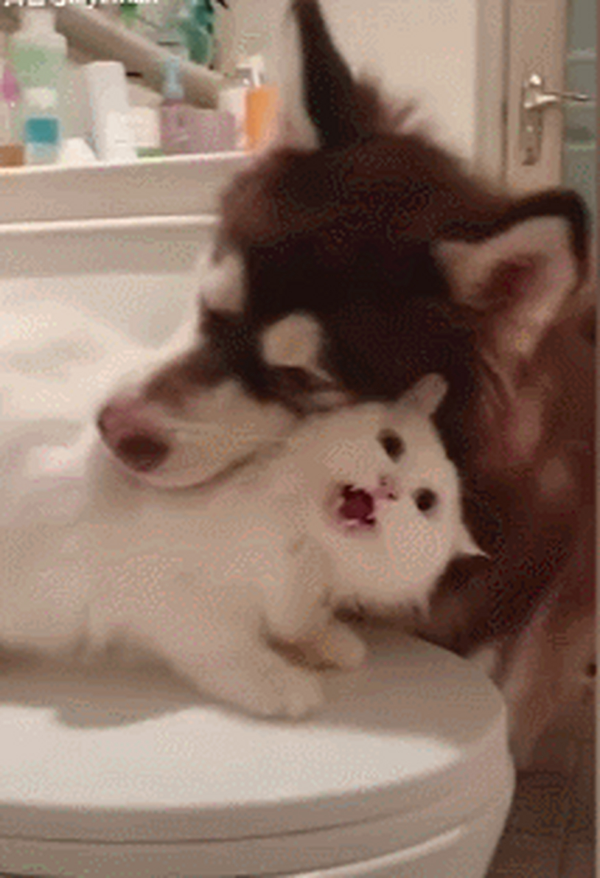 你个坏人,居然咬人家头,要脸不,要脸不?#萌宠搞笑合集# #逗你玩呢