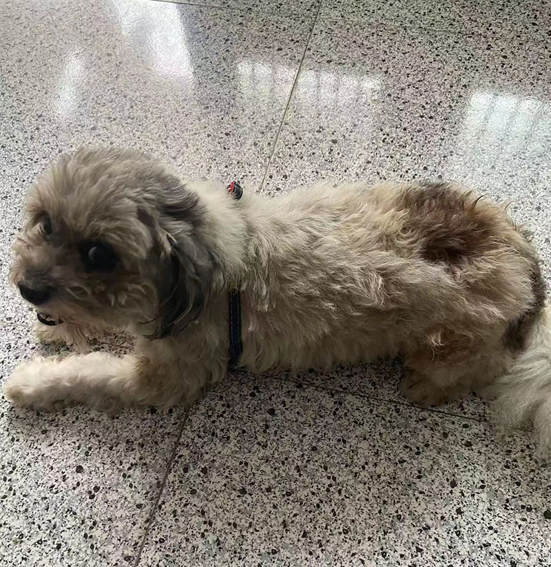 南通市如皋市有偿寻找黑白长卷毛串串犬