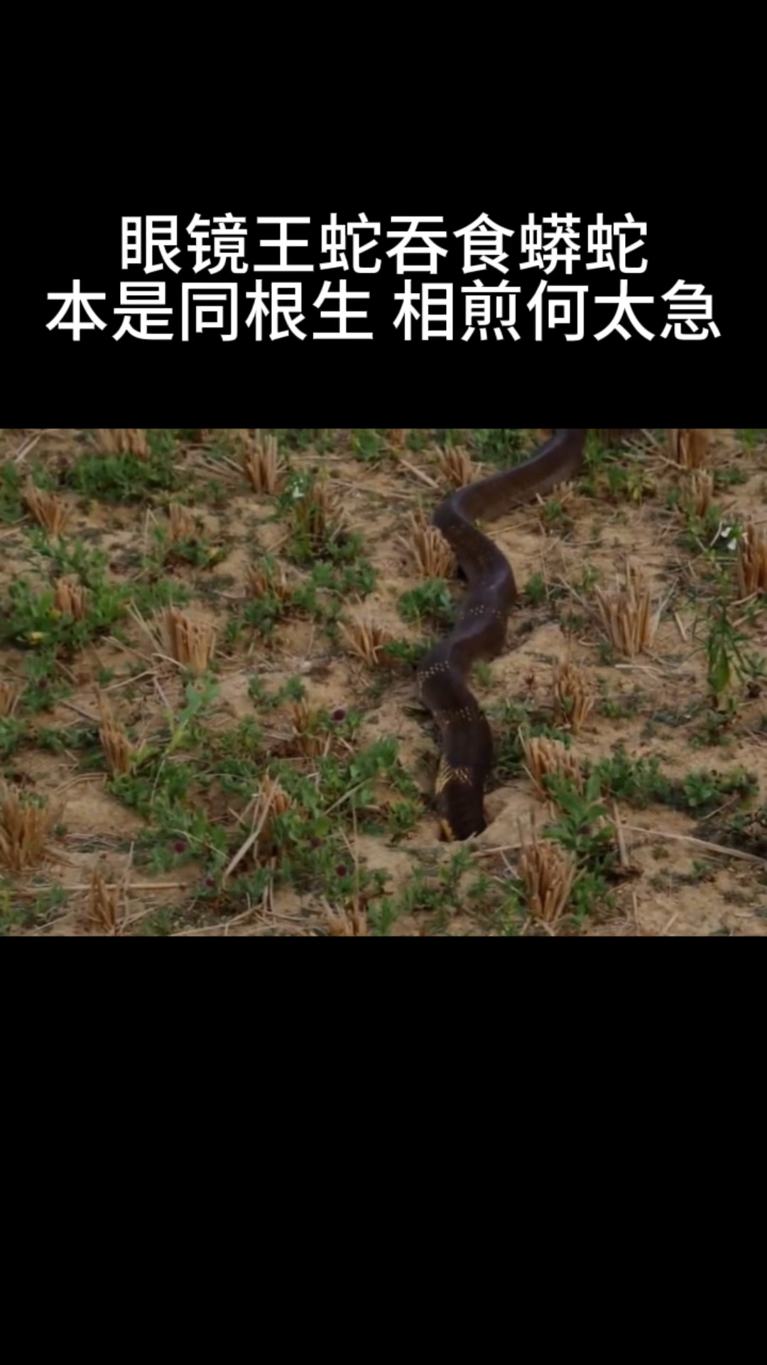 眼镜王蛇吞食蟒蛇,本是同根生,相煎何太急?-度小视