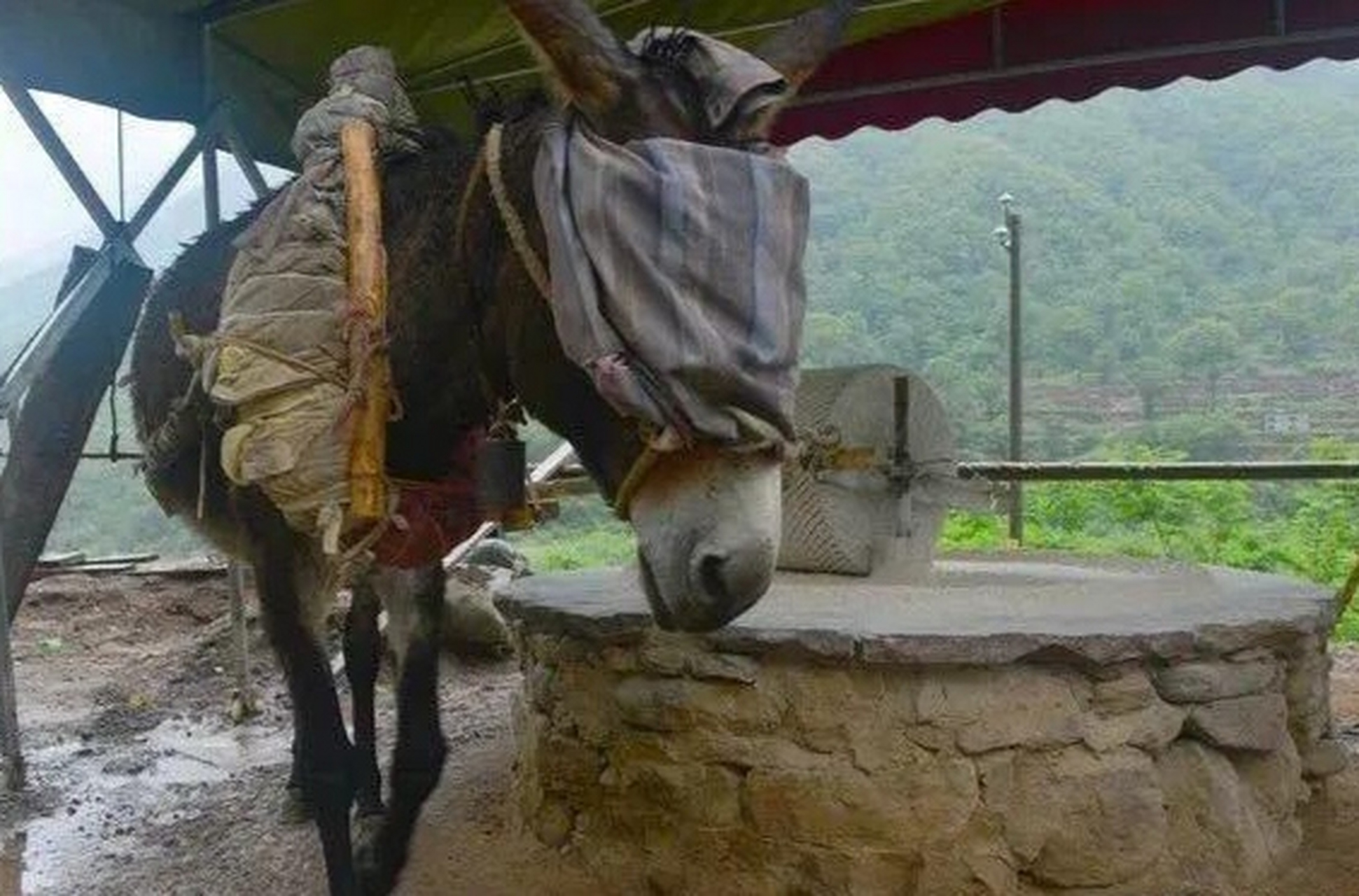 生产队的驴一天干几个小时?  6-8个小时.  生产队的驴一天可以干6-8个