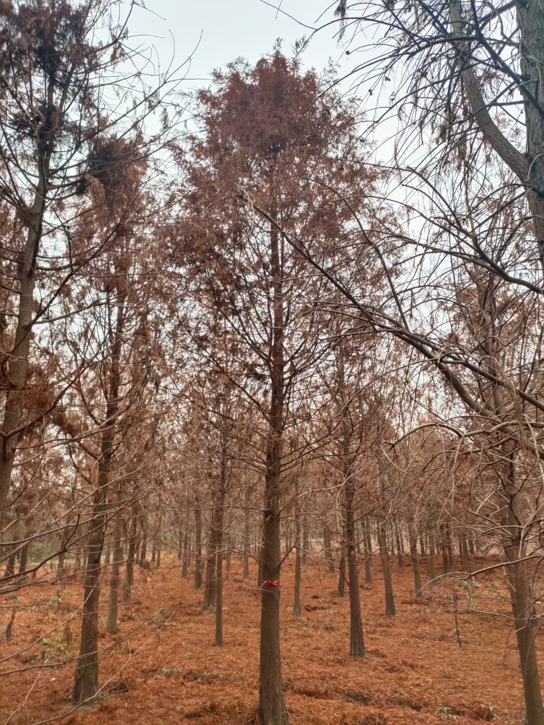 江苏盐城的中山杉开始慢慢变红,挺拔的中山杉生长在华东花木基地