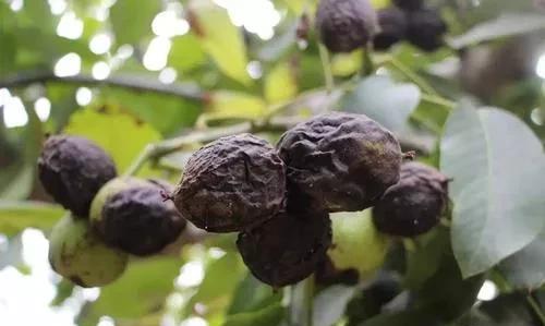 核桃炭疽病怎样防治?