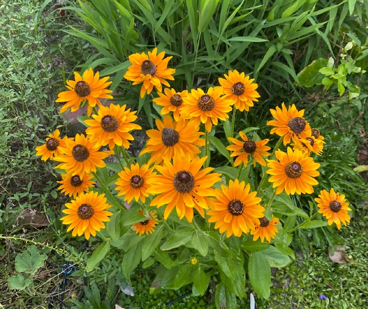 4种"流氓花",给点阳光就泛滥,开花不停歇,特别漂亮