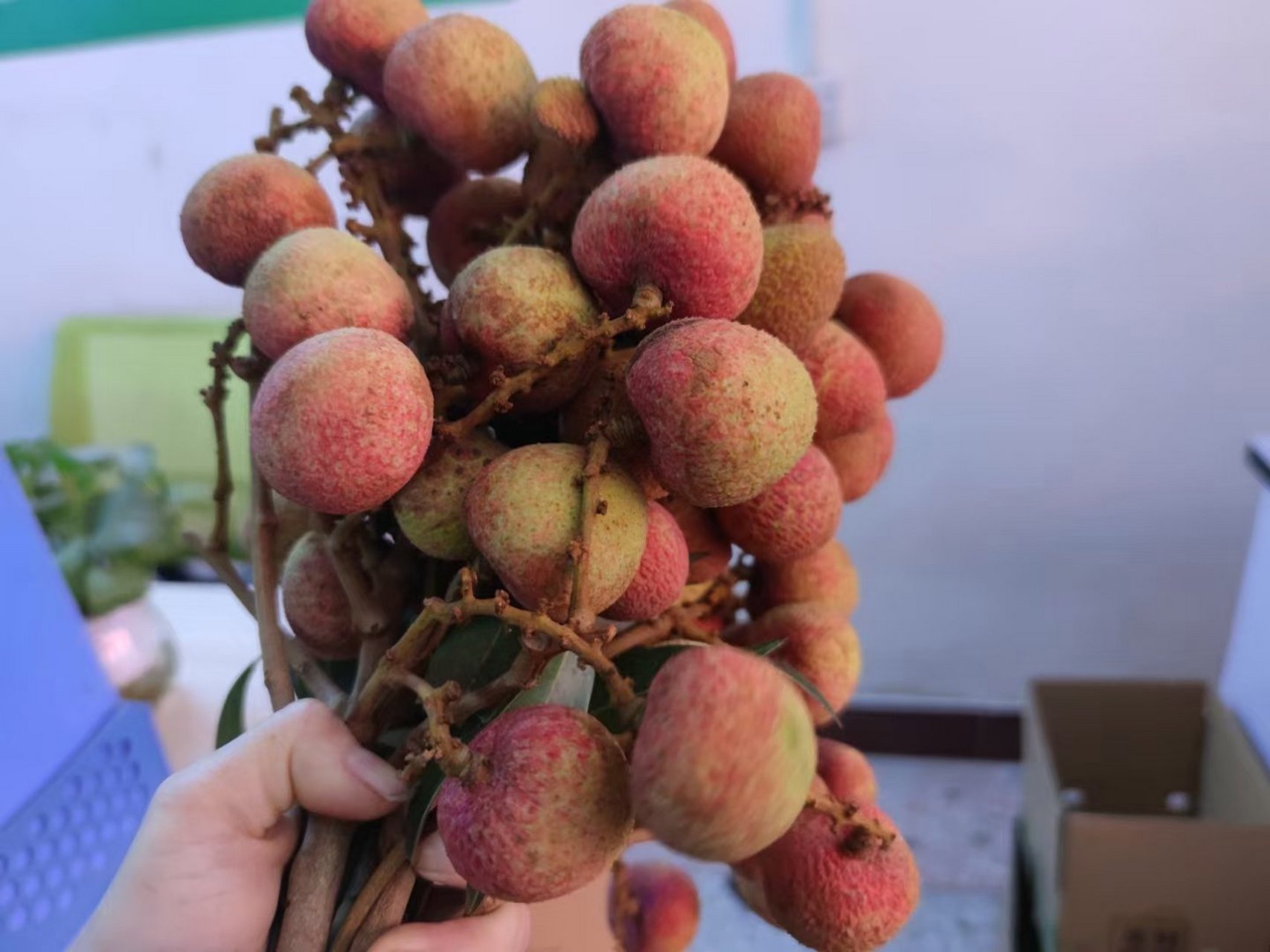 广东今年最早上市的荔枝, 有个美丽的名字——三月红 酸酸甜甜的,有如