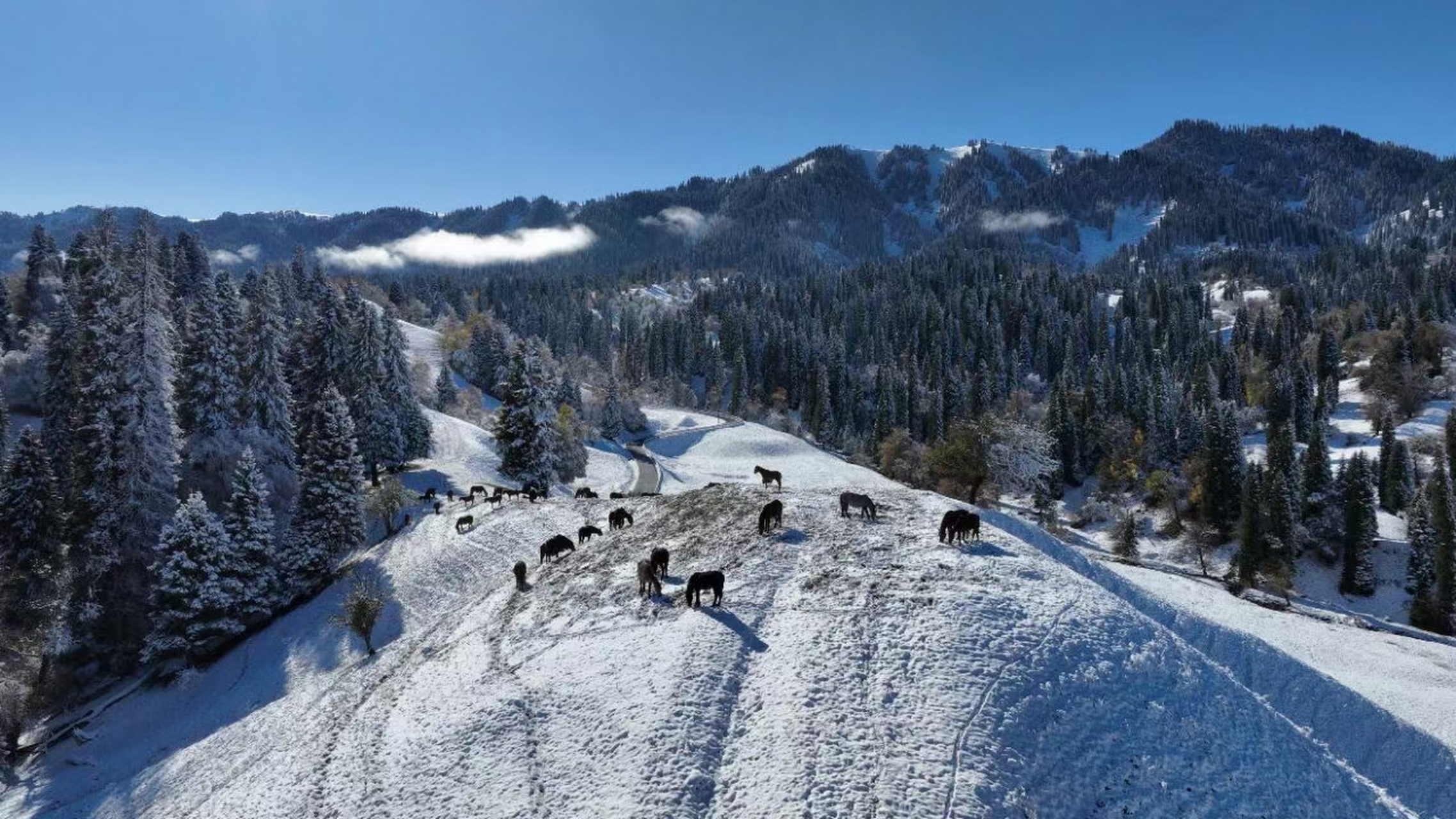 实况播报一下,这里是冬天的那拉提大草原,今日份雪景!给自己降降温!