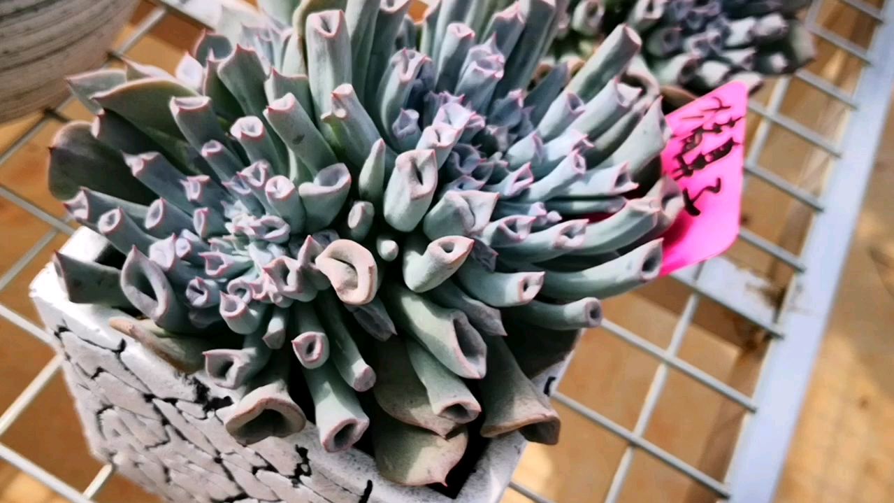 看起来就像大象鼻子,其实它叫猪鼻子,是不是很有个性?