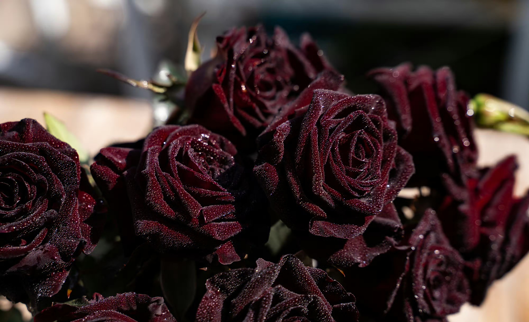 居家锻炼# 黑巴克——永恒的经典 在一众切花月季品种里,黑巴克显得