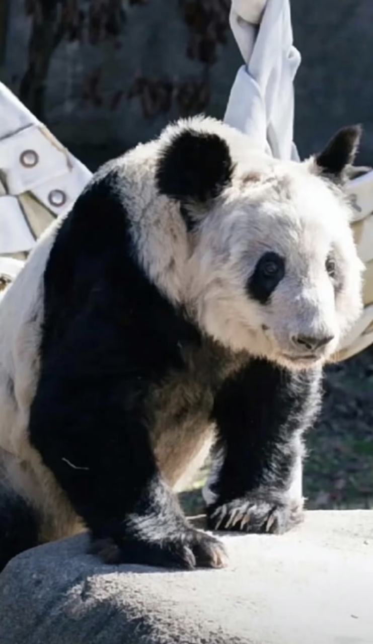 上月27日,旅美大熊猫丫丫从美国孟菲斯回国,降落上海后在上海动物园