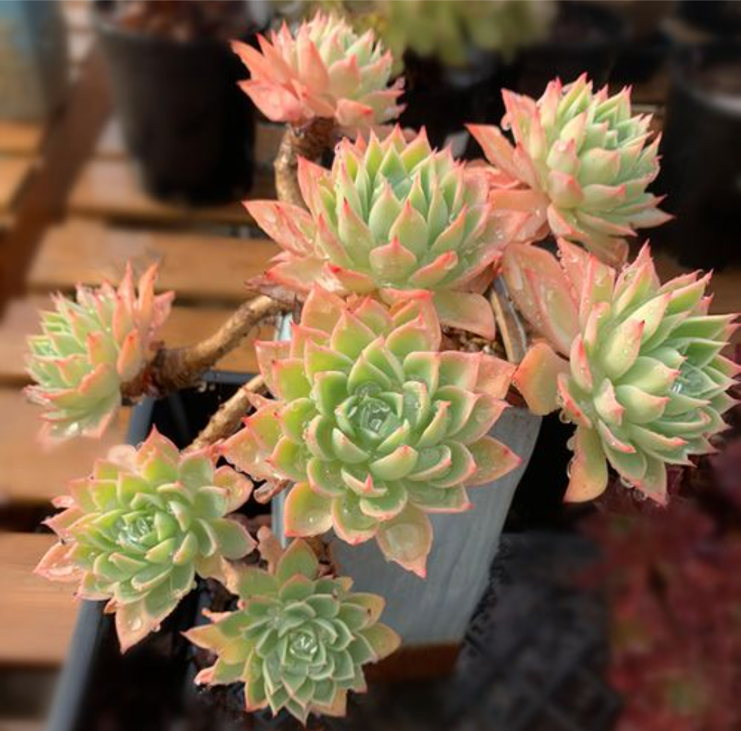 多肉三色堇,掌握2多1少1招,养成手捧花或悬崖桩,比荷花还美