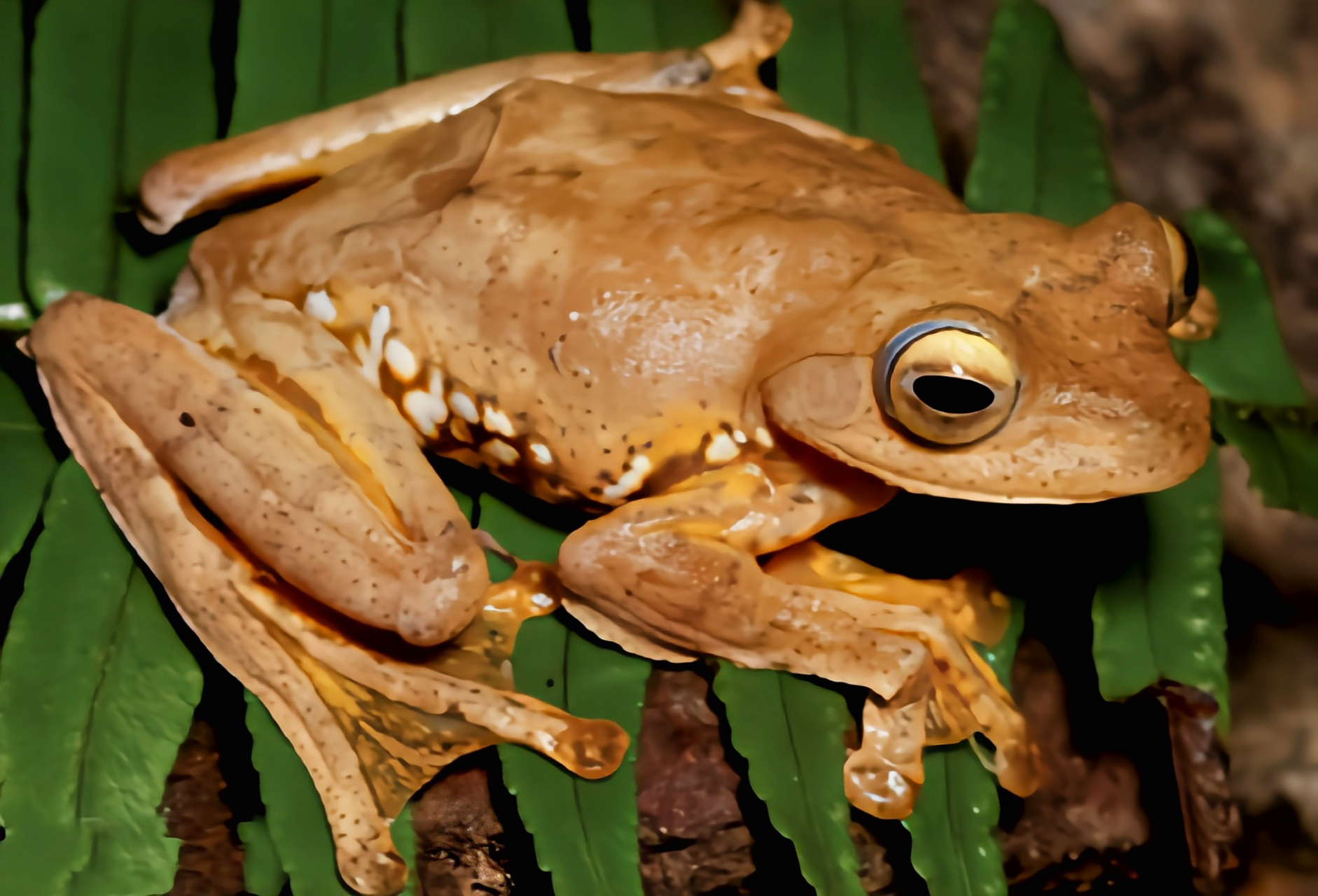 每天认识一种动物——吸血飞蛙 吸血飞蛙别名飞行树蛙,仅分布于越南