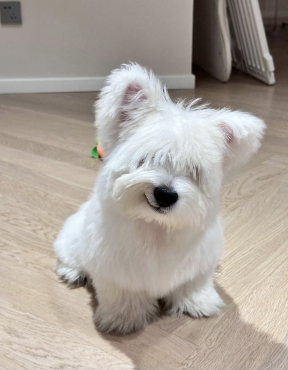 狗狗邪魅一笑vs甜美的笑