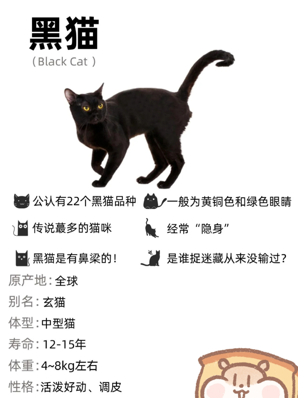 中国黑猫品种图片