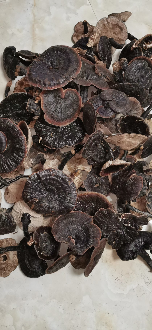 灵芝草,古代又叫做仙草