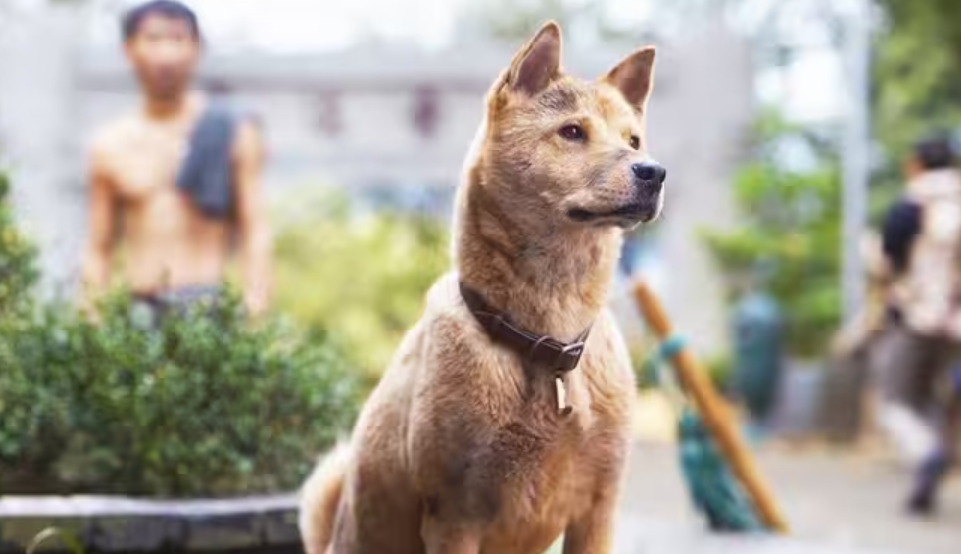 好家伙!冯小刚《忠犬八公》差评不断,观众的差评理由出奇一致