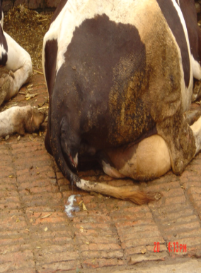奶牛子宫内膜炎